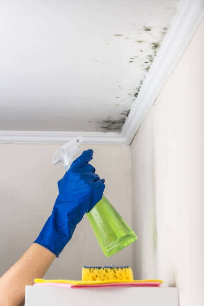 Best Crawl Space Mold Removal  in Stuart, FL